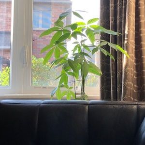 Meet your Posher, Susanna